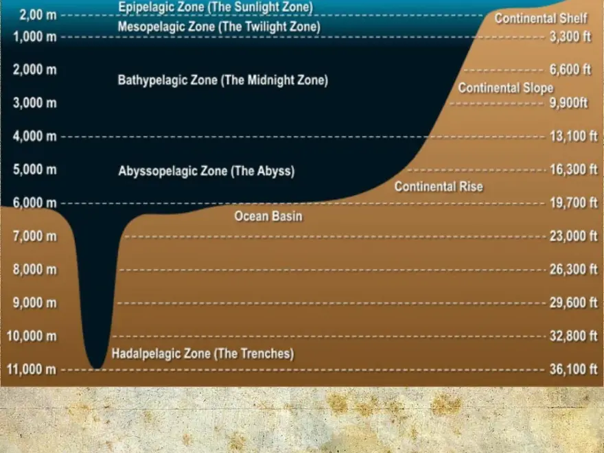 Ocean Zones And What Creatures Live In Them
