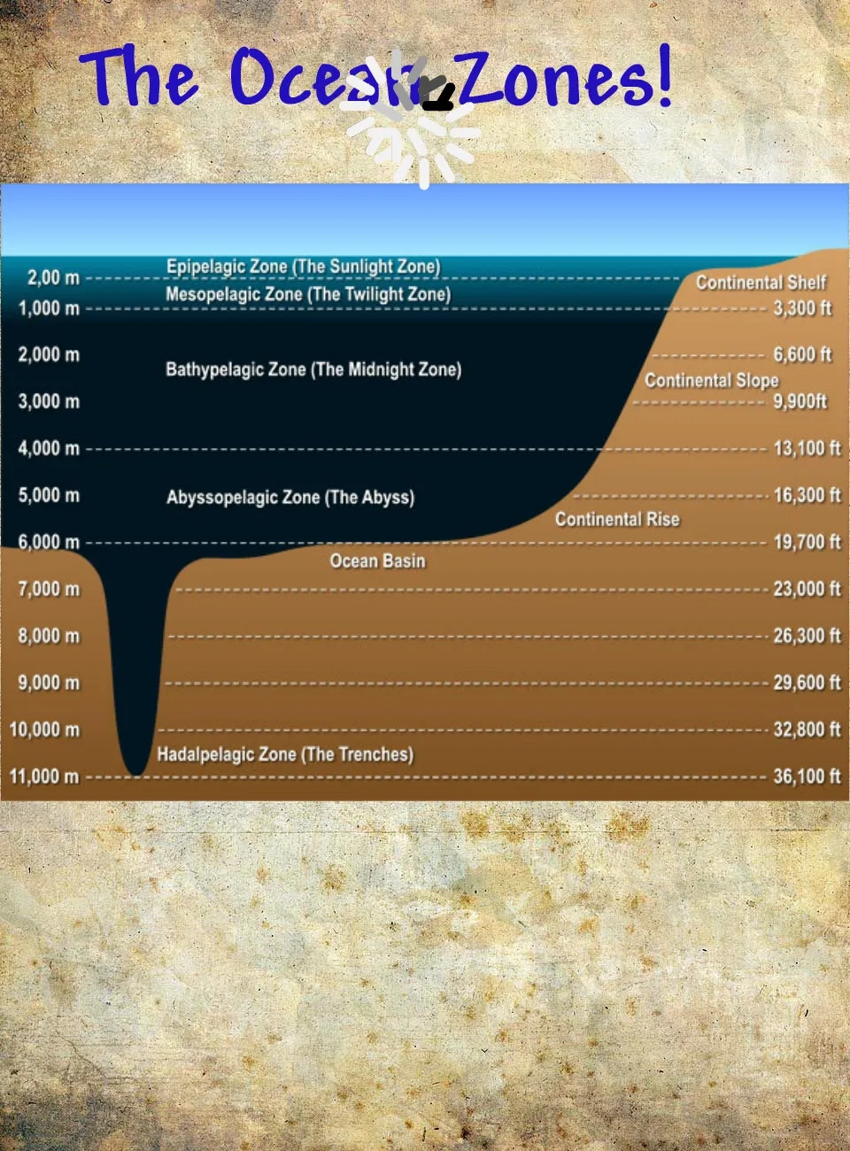 Ocean Zones And What Creatures Live In Them Ocean Zones And What Creatures Live In Them